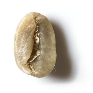 arabica3