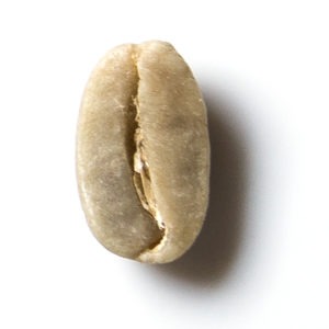 arabica6