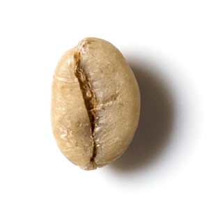 robusta1