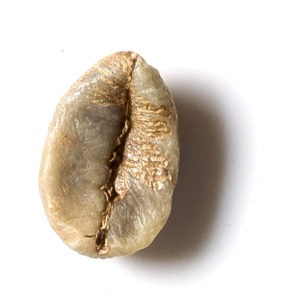 robusta
