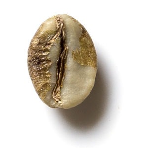 robusta3